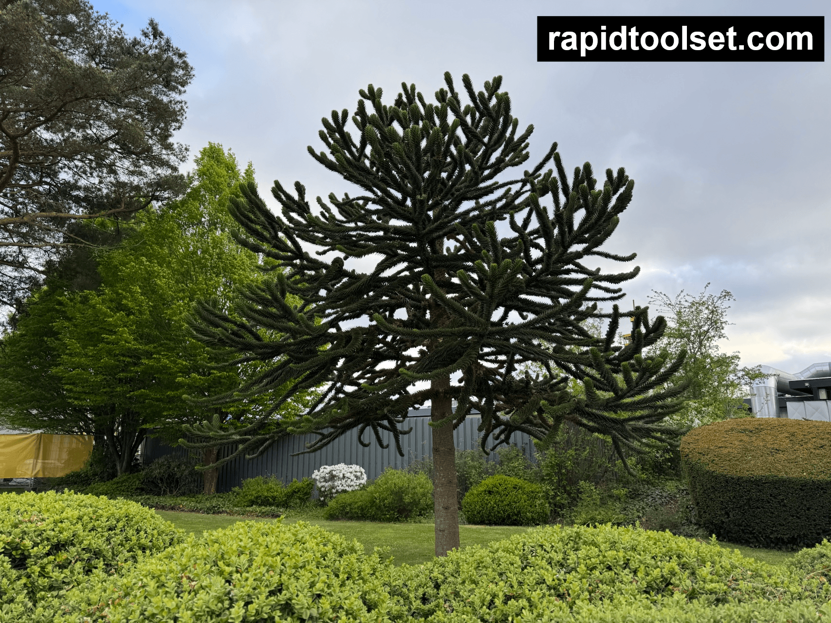 A monkey puzzle tree standing in a landscaped garden with green shrubs and other trees in the background, under a cloudy sky. The image has a ‘rapidtoolset.com’ watermark in the top right corner for demonstration.